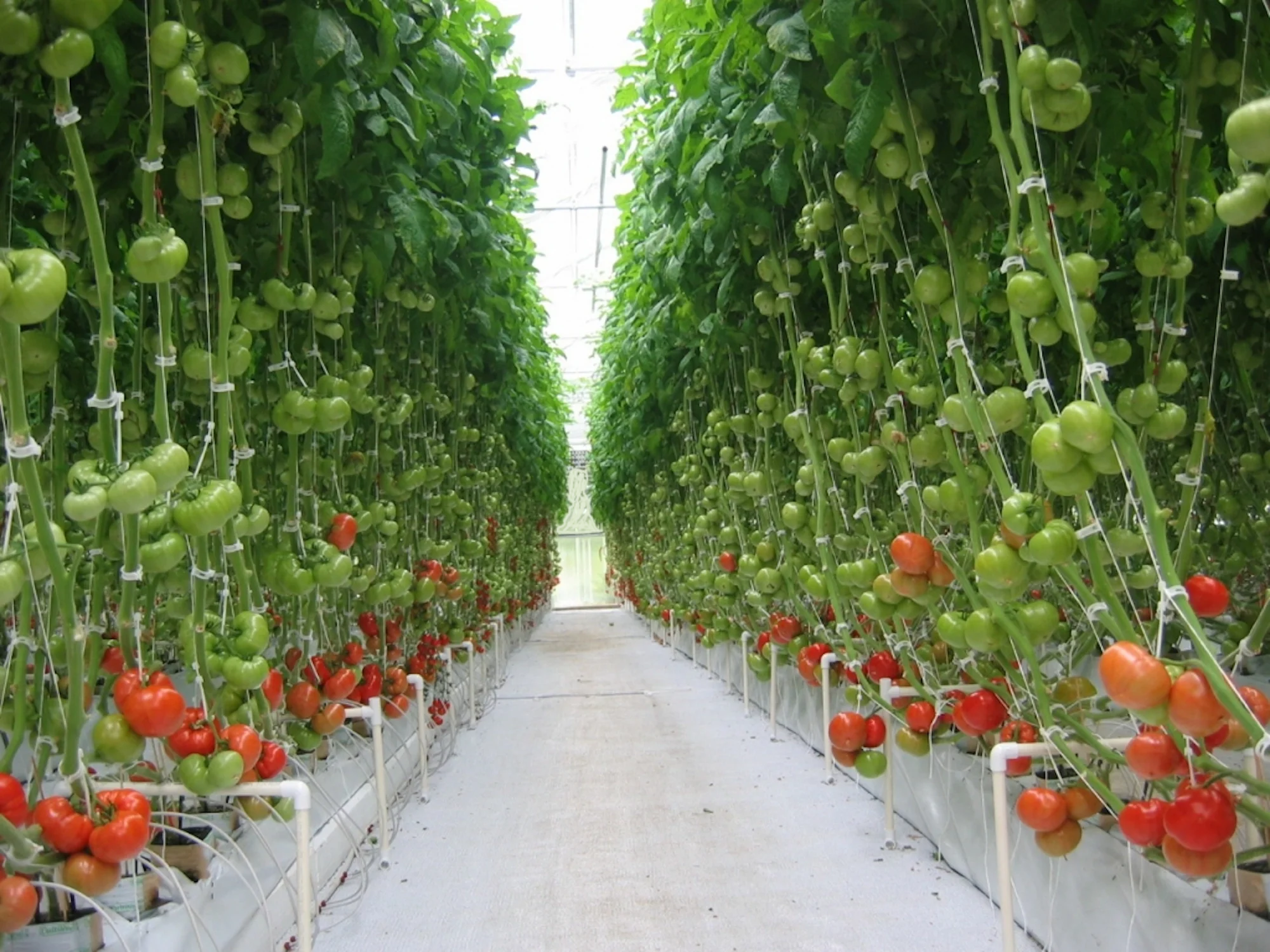 Photo d'une serre à tomates