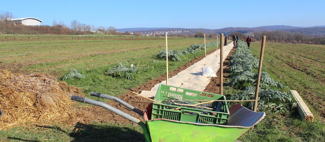 Plantation de haies