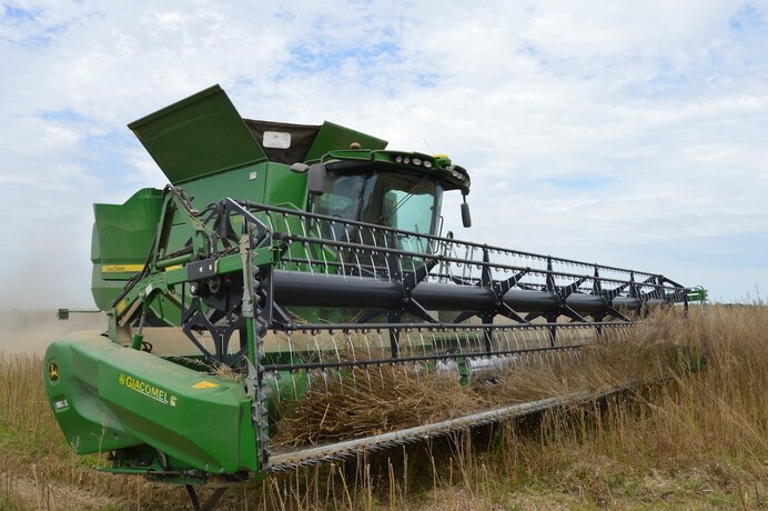 Photo de la moisson de la graine de moutarde