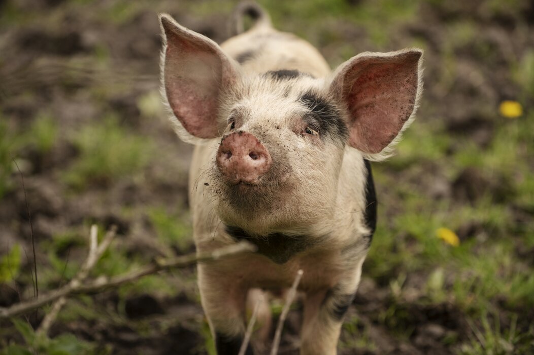 Photo d'un porc dans une ferme