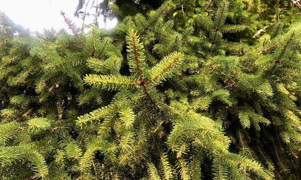 Doit-on abandonner les sapins naturels ? 