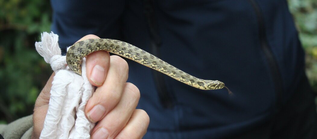Des reptiles remis en liberté à Besançon