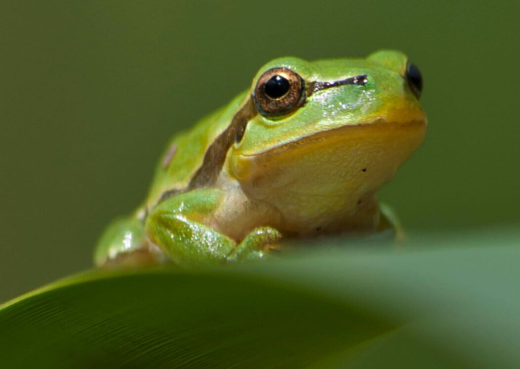 Photo d'une rainette verte