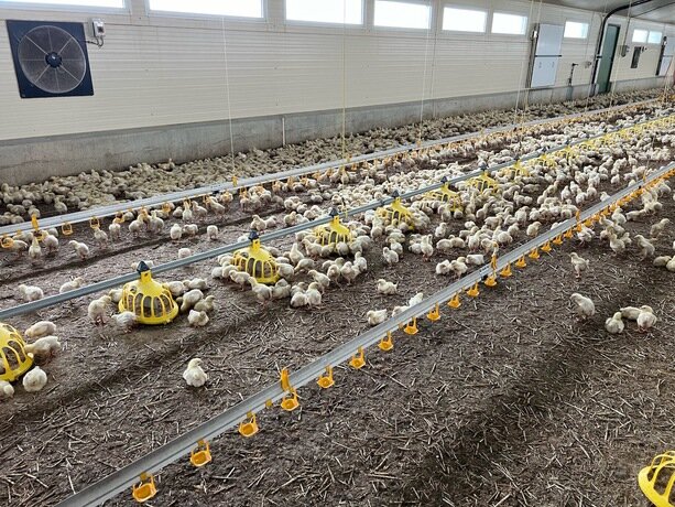 Photo de l'élevage de poulets de chair standards icaunais