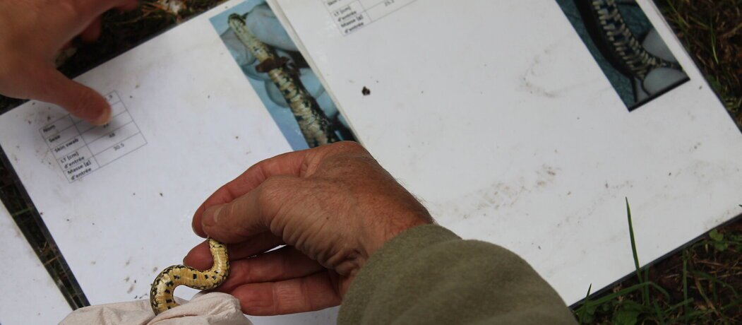 Des reptiles remis en liberté à Besançon