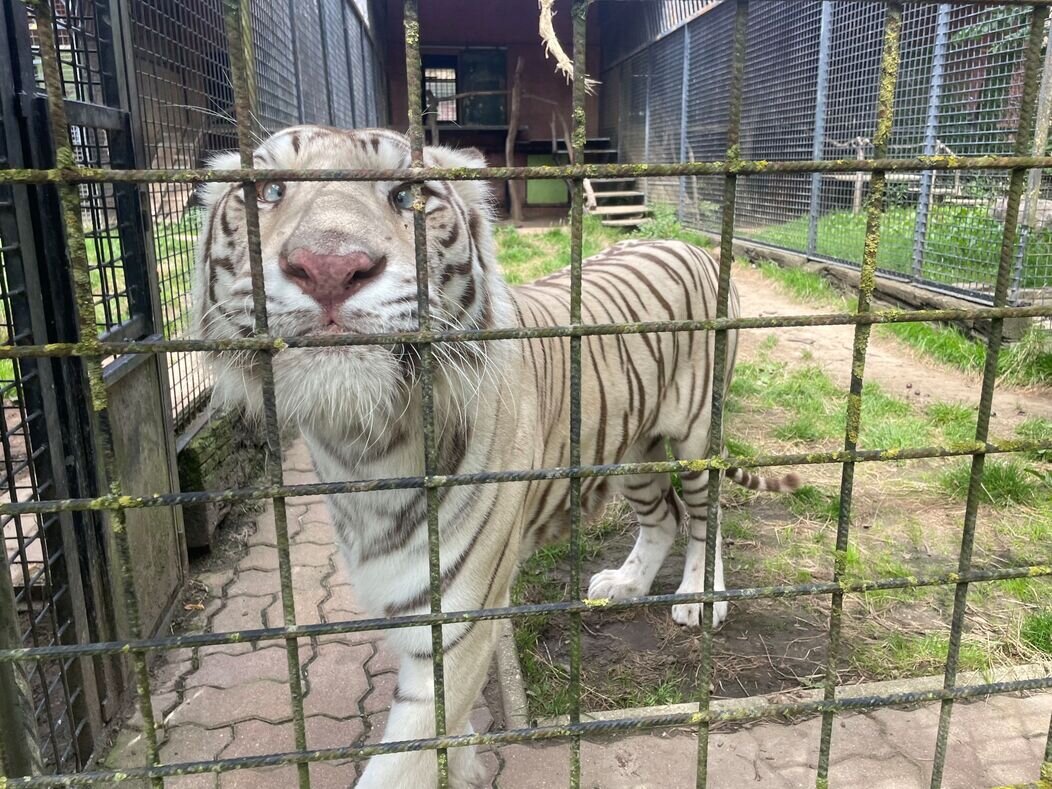 Photo de tigre de l'association Des Griffes et des Dents