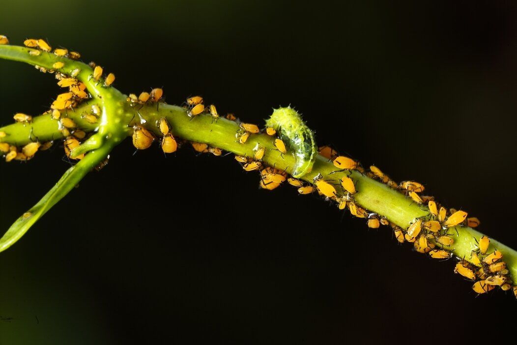 Photo de Syrphidae