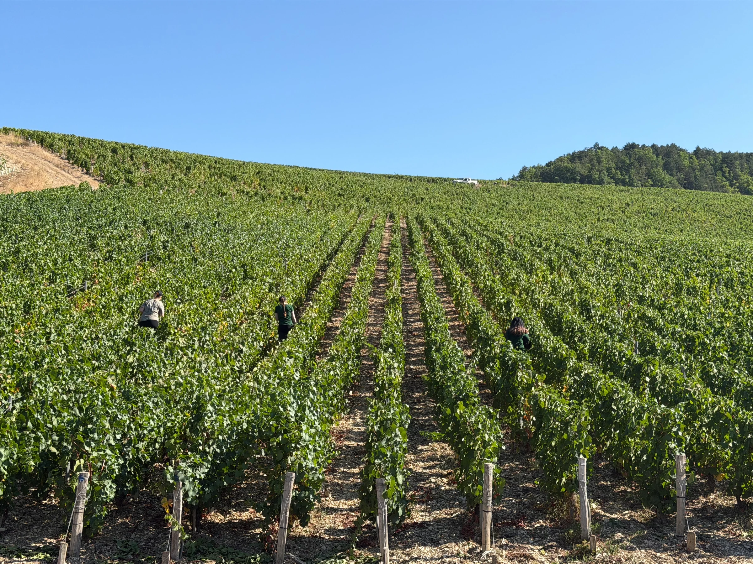Vignoble chablisien