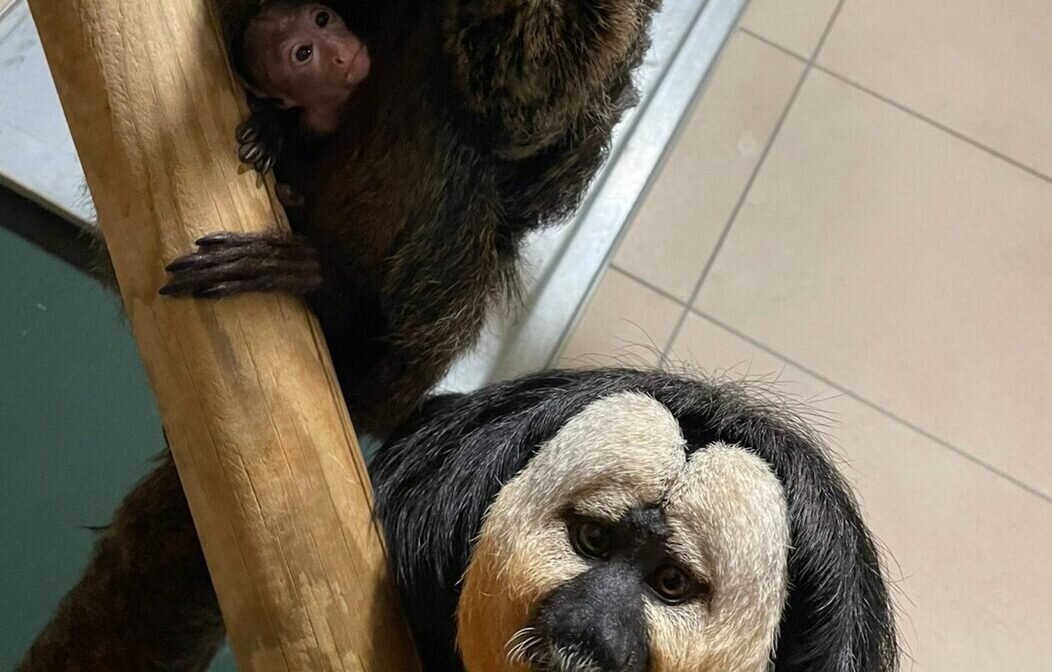 Nouvelle naissance de singe Saki à Besançon