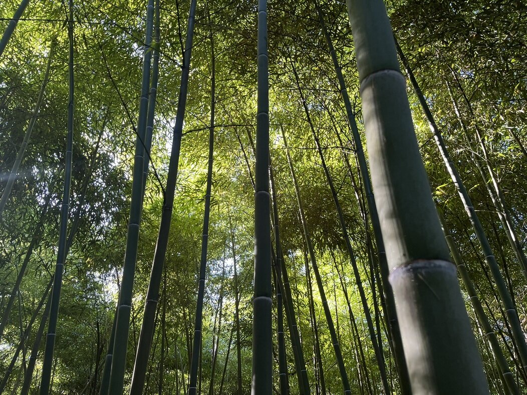 Bambou Phyllostachys Edulis