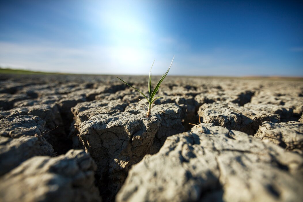 Photo d'une jeune plante poussant sur de la terre sèche