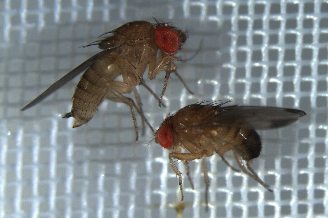 Photo de la Drosophila Suzukii