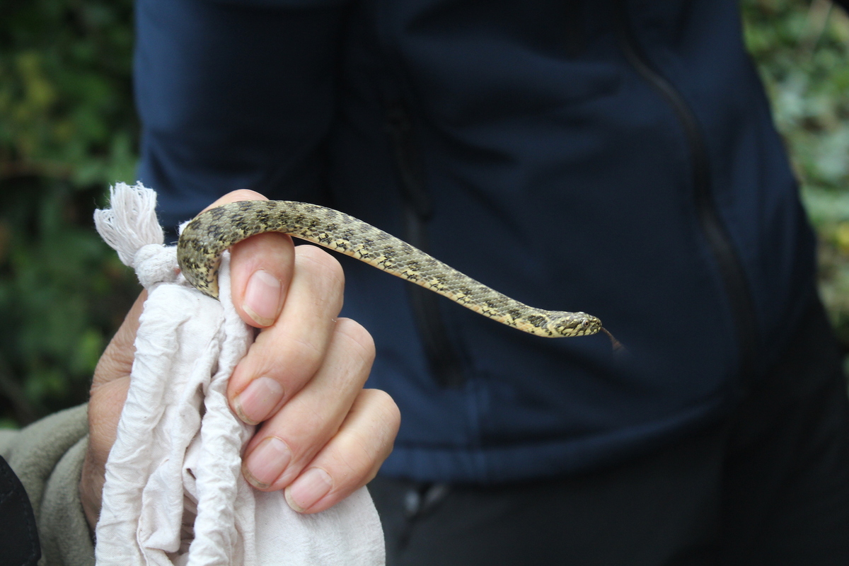 Insolite : un serpent exotique capturé dans une rue de Besançon